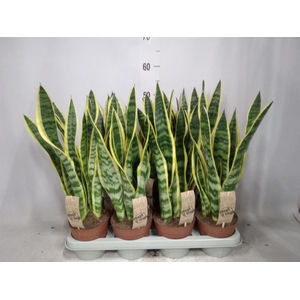 Sansevieria trifa. 'Laurentii'