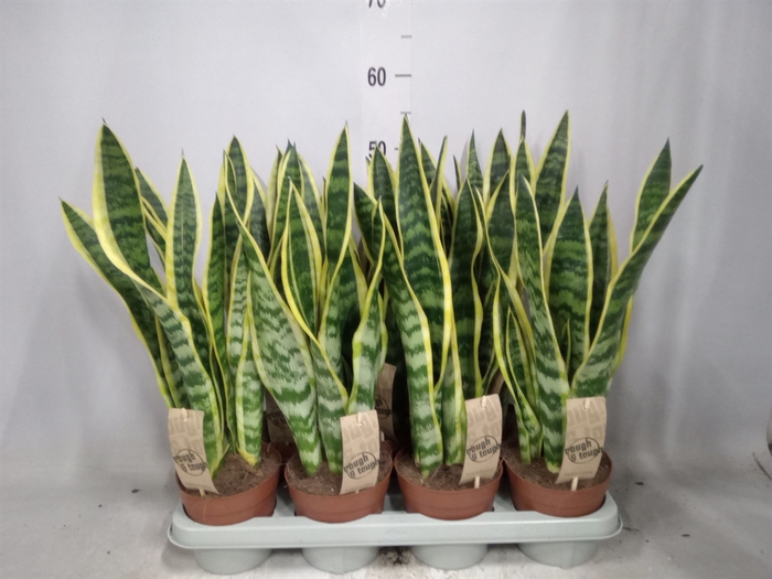 <h4>Sansevieria trifa. 'Laurentii'</h4>