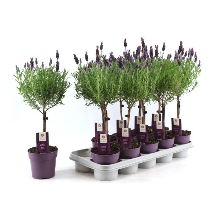 <h4>Lavandula st. 'Anouk'® Collection Stem P12</h4>