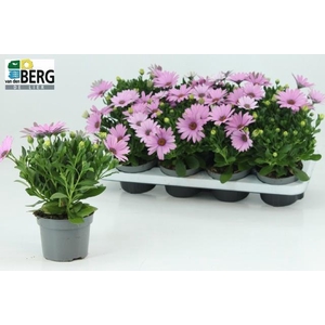 Osteo C D Antiq Rose