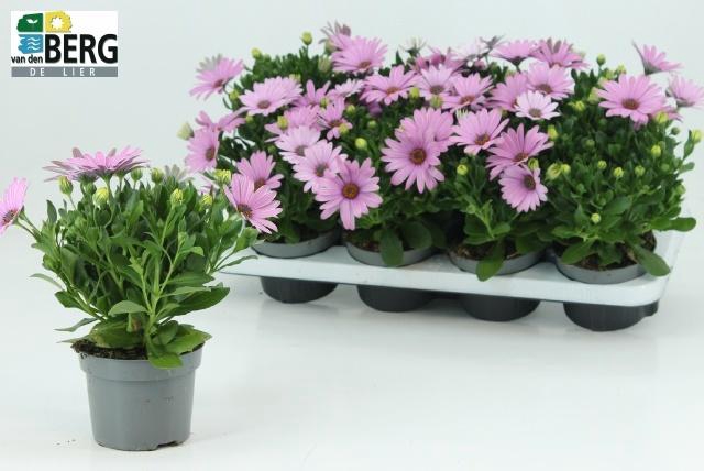 <h4>Osteo C D Antiq Rose</h4>