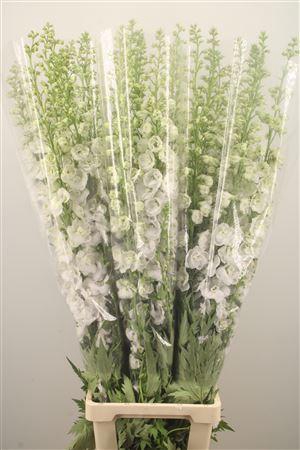 <h4>Delph Du Ov White</h4>