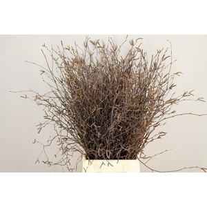 Betula naturel