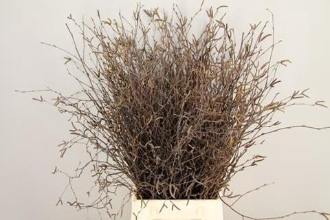 <h4>Betula naturel</h4>