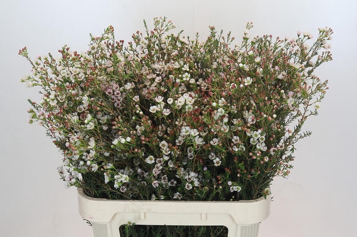 <h4>Chamelaucium Ella</h4>