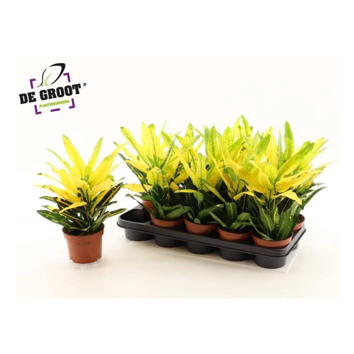 <h4>Codiaeum variegatum Sunny Star 12Ø 35cm 2pp</h4>