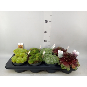 Sempervivum   ...mix