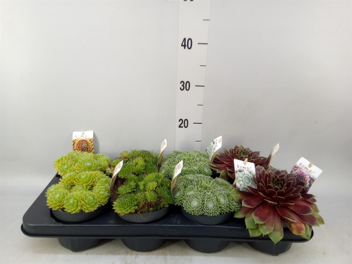 <h4>Sempervivum   ...mix</h4>