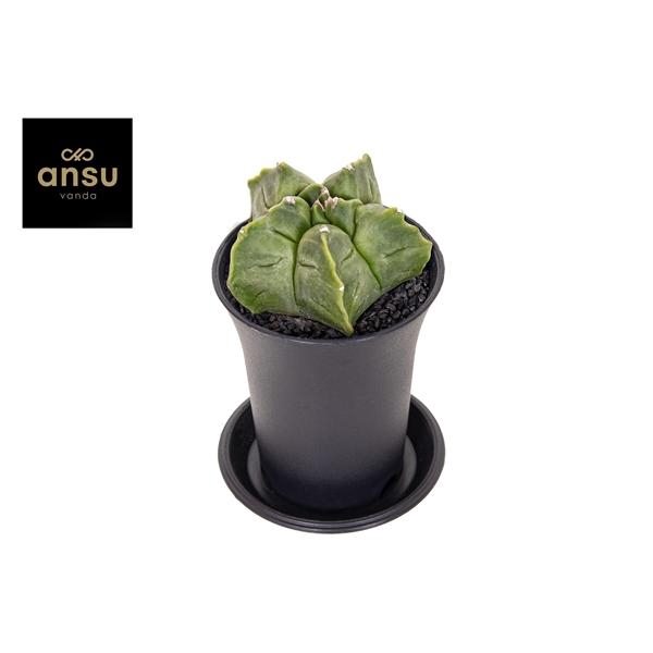 Astrophytum Myriostigma