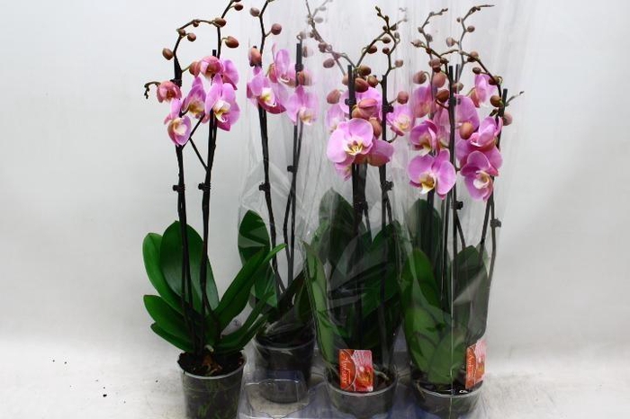 <h4>PHAL OV ROZE</h4>