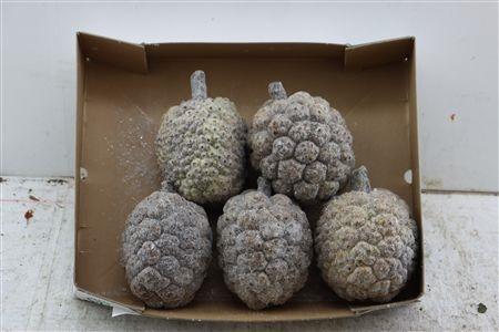<h4>DENNENAPPEL H% ST</h4>