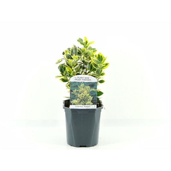 <h4>Euonymus jap. Marieke</h4>