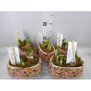 Arr.  Narcissus Tete Tete H%