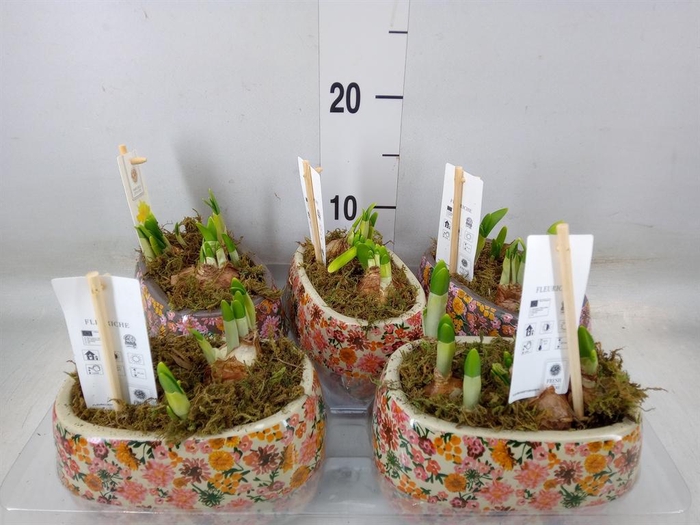 <h4>Arr.  Narcissus Tete Tete H%</h4>