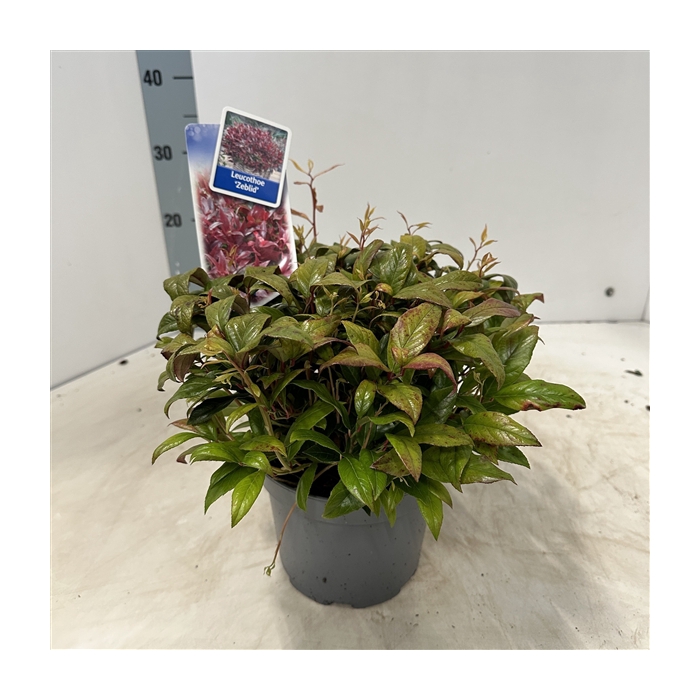 <h4>Leucothoe 'Zeblid'</h4>
