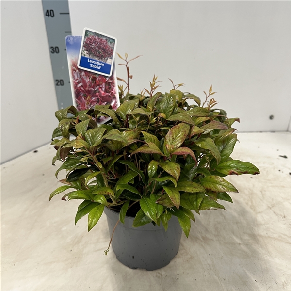 <h4>Leucothoe 'Zeblid'</h4>