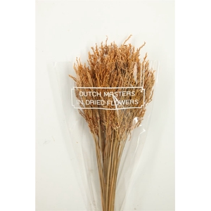 Dried Umbr. Sedge Sm. Leaf Natural Bunch