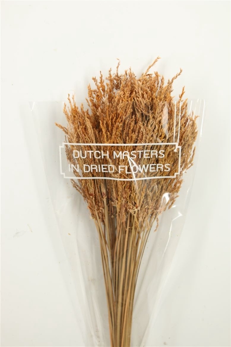 Dried Umbr. Sedge Sm. Leaf Natural Bunch