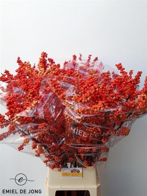 <h4>Ilex Ve Oudij Orange</h4>