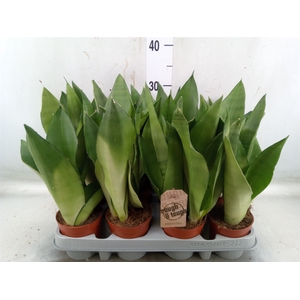 Sansevieria trifa. 'Moonshine'