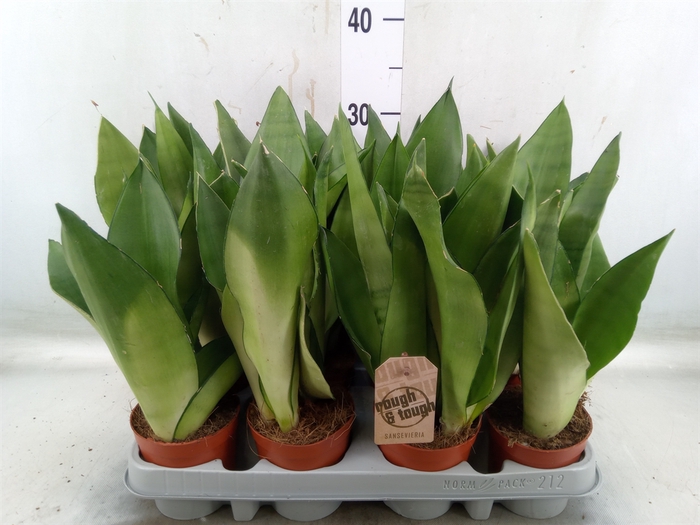 <h4>Sansevieria trifa. 'Moonshine'</h4>