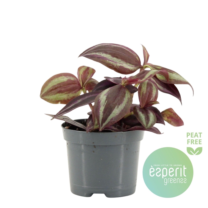 <h4>Tradescantia Jewel Red</h4>