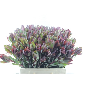 Leucad Senorita