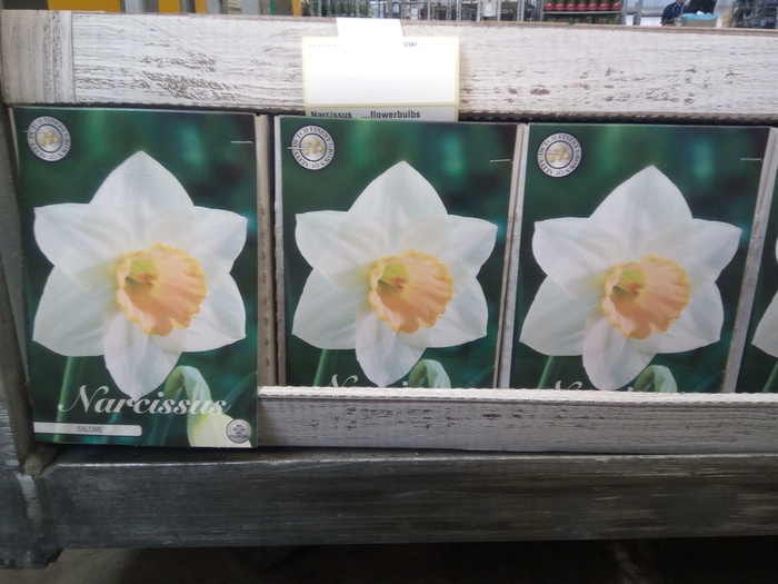 <h4>Narcissus   ...flowerbulbs</h4>