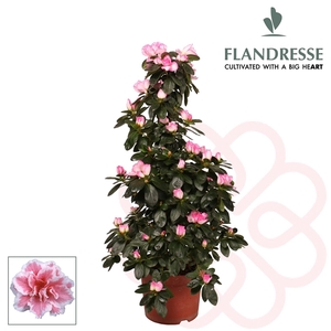 Azalea Flandresse® piramide 'bont' 65 cm