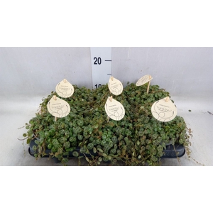 Peperomia pros.