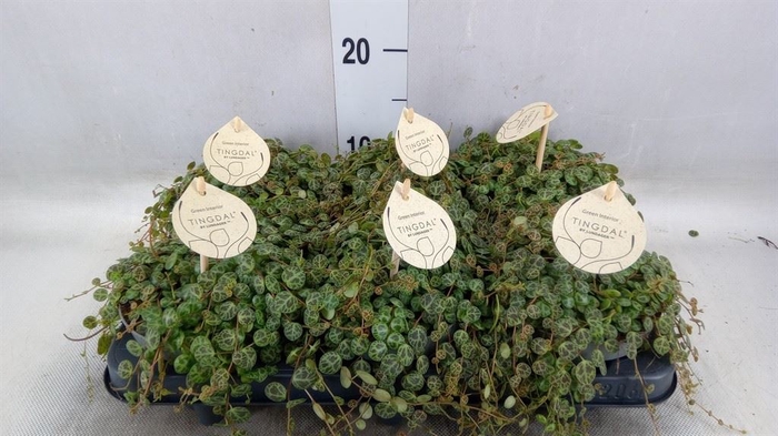 <h4>Peperomia pros.</h4>