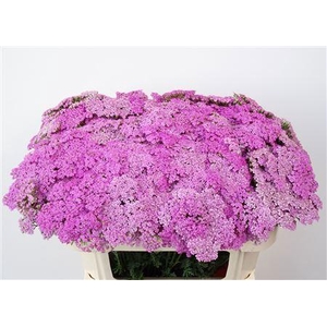 Achillea M Lilac Dream