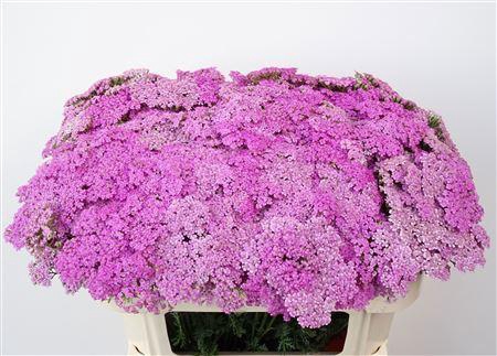 <h4>Achillea M Lilac Dream</h4>