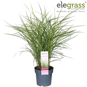 Miscanthus sinensis 'Ferner Osten' P23