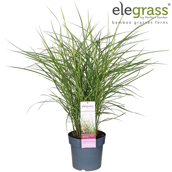 Miscanthus sinensis 'Ferner Osten' P23