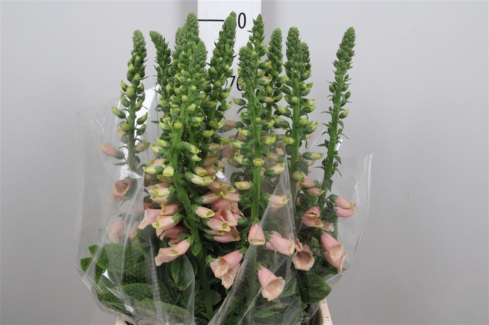 <h4>Digi Purpurea</h4>