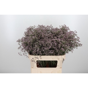 Lim Saf Oshi Pink 80 40