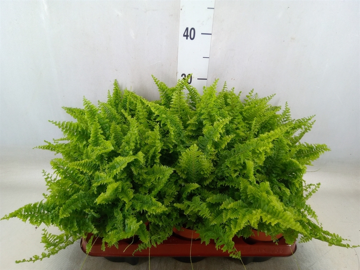 <h4>Nephrolepis exal. 'Vitale'</h4>