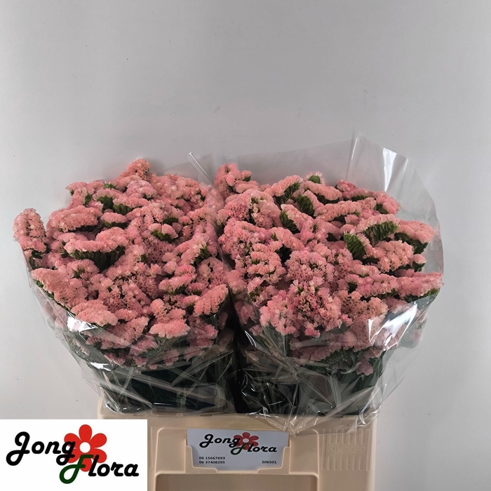 <h4>LIM S PEACH WINGS</h4>