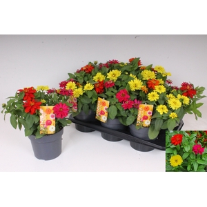 ZINNIA GEM