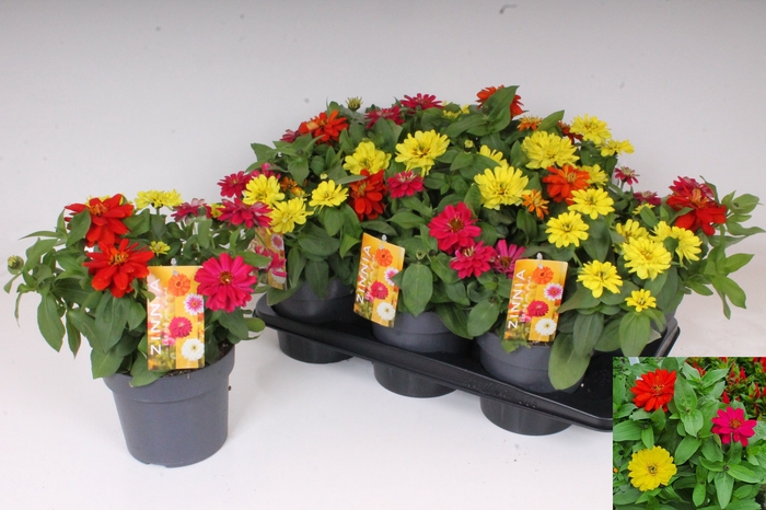 <h4>ZINNIA GEM</h4>