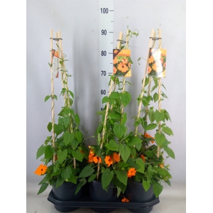 Thunbergia alata 'Orange BlackEye'