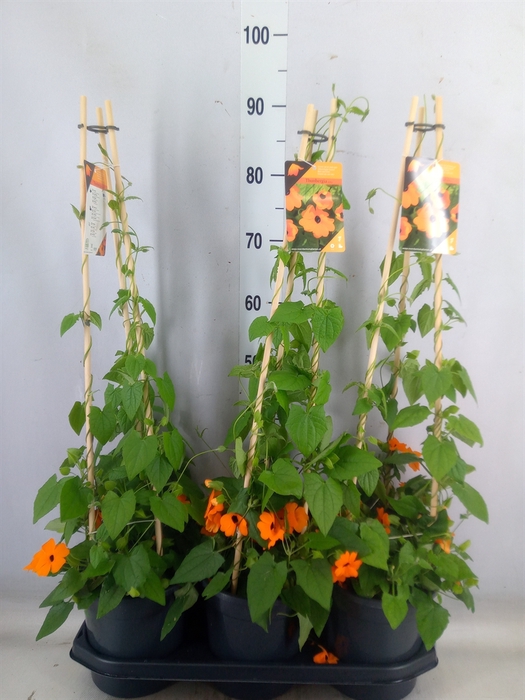 <h4>Thunbergia alata 'Orange BlackEye'</h4>