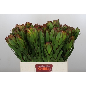 Leucadendron Goldstrike