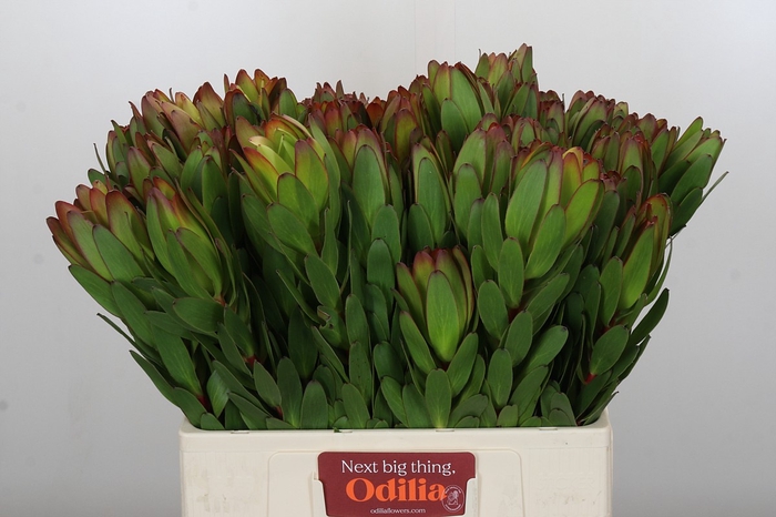 <h4>Leucadendron Goldstrike</h4>