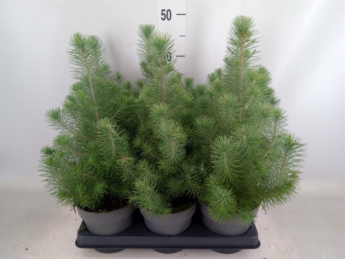 <h4>Pinus pinea 'Silver Crest'</h4>