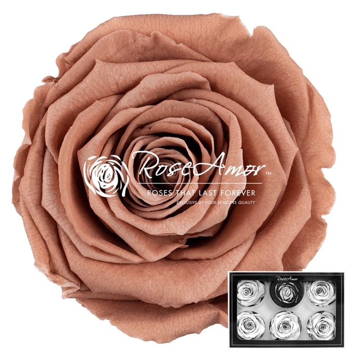 <h4>Pr 1 Cho89 Xl</h4>