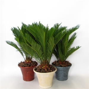 Cycas in hosta small