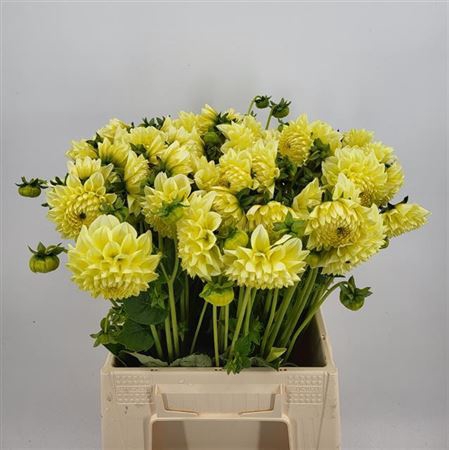 <h4>Dahlia Banana Baby</h4>