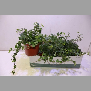 Hed He Wonder Moerplant
